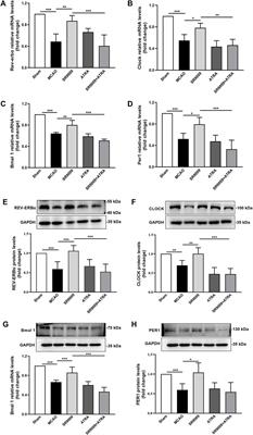 Rev-erbα agonist SR9009 protects against cerebral ischemic injury through mechanisms involving Nrf2 pathway